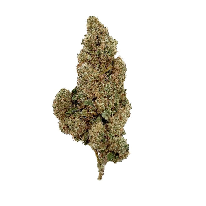 🧠 AMNESIA LAB 2.0