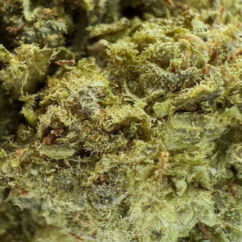 ❄️ FROZEN OG KUSH