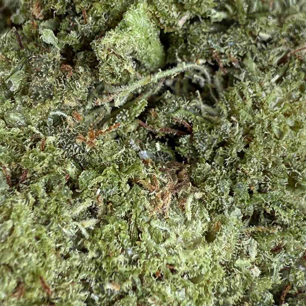 🍓 FROZEN STRAWBERRY