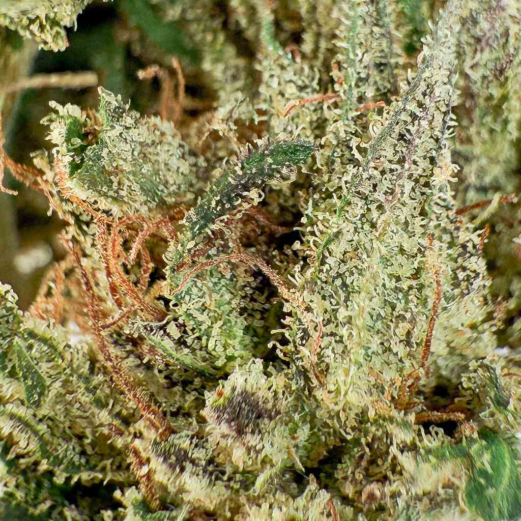 🍬 CANDY HAZE