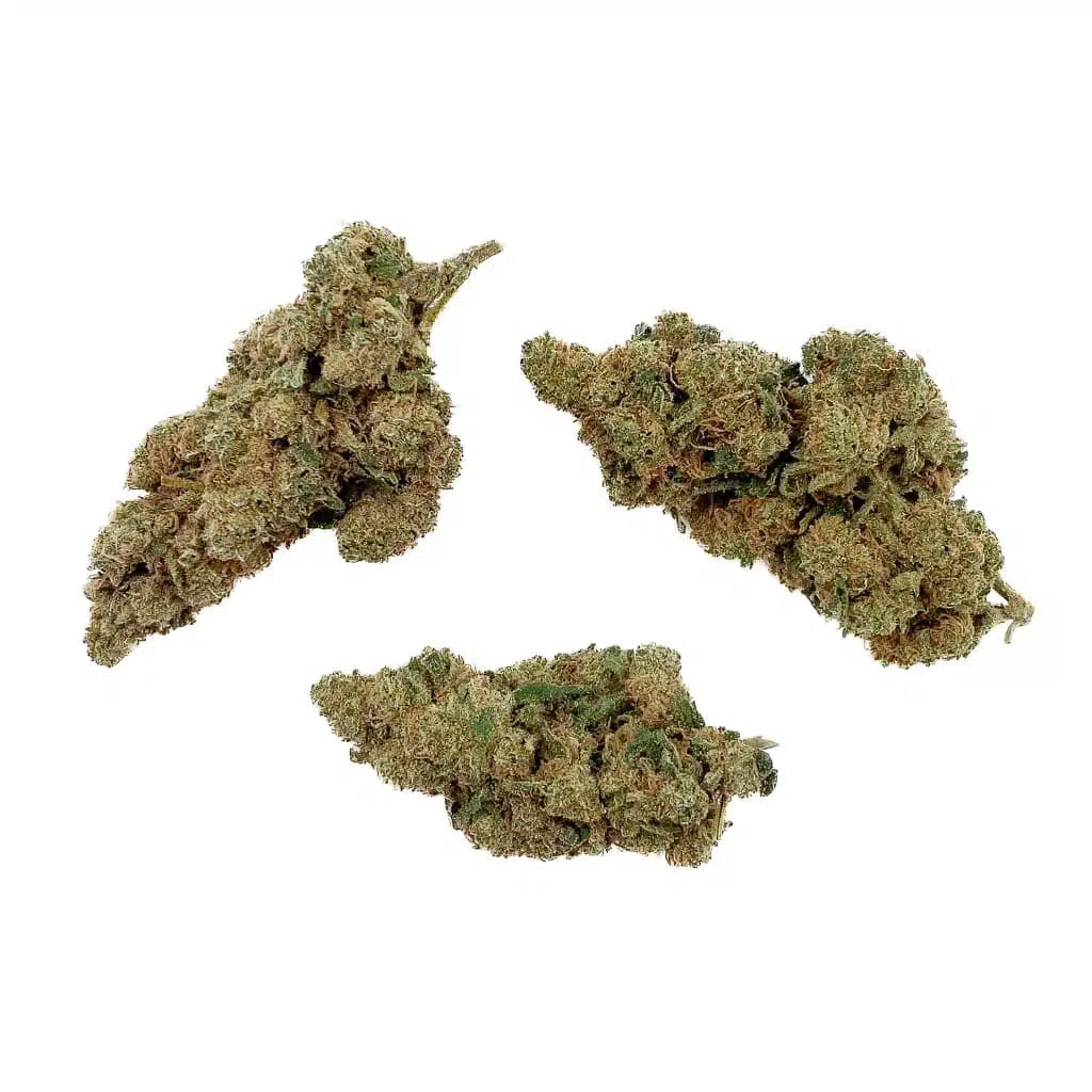 🧠 AMNESIA LAB 2.0