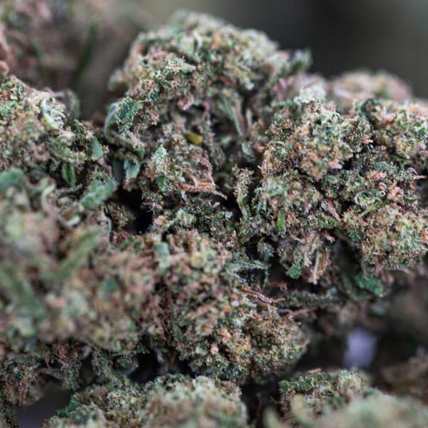 😈 WHITE WIDOW